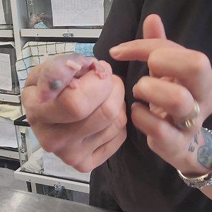 Update on the one surviving baby opo🥰 | Pocono Wildlife Rehabilitation and Education Center