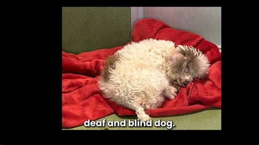 The commercial dog breeding industry is America's dirty little secret. These are the mother and father dogs of puppies sold online and in pet stores. Dogs are companion animals not livestock. #puppymillshideinplainsite #stoppupemills #BissellPetFoundation #dogloversunite #SaveThemAll | Stop Online Puppy Mills