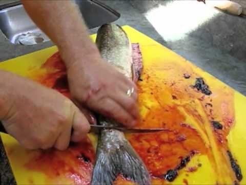How to Clean a Lake Trout