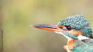 Guarda-rios (Alcedo atthis) - Parque natural do Tejo Internacional