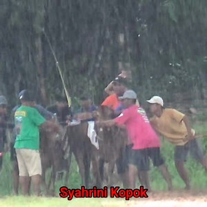 1.2K views | Wet Race Latihan Karapan Sapi Nama Tim Karapan Sapi Nama Artis... Yaitu Tim Syahrini Kopok Latihan DI Lap Asemanis Pamekasan. Bagian 7 | Kerapan Sapi Madura | Facebook