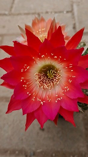173 reactions · 31 shares | Altena Hybrids by Axel Neumann. #cactus #flowers #nature #echinopsis #gardening #cacti #plants #succulents #trichocereus #cactusjerk #botany #photography #Lobivia | Cactus Jerk | Facebook