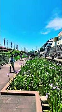 高瀬裏川水際緑地（熊本県玉名市高瀬）は江戸時代に米の集積地として栄えた高瀬地区の歴史的な町並みを背景に川沿いに設けられた遊歩道を歩きながら紫や白の色鮮やかな花々を間近に鑑賞することができます