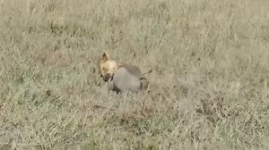 9K views · 283 reactions | The lion worked hard digging to kill the wild boar, but the hyena snatched the prey right in front of his eyes, Please join this group to watch more videos: Paws & Claws | Animals world | Facebook
