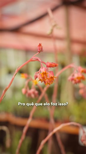 19K views · 868 reactions | E agora, o que fazer com a haste floral...