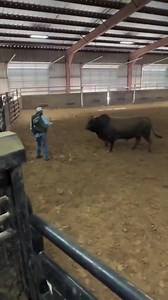 Este toro nervioso huele la mano de este hombre y se da cuenta de que es él quien lo crió, y empieza a menear la cola.Los toros y todos los animales no humanos, son seres sensibles, conscientes y merecen RESPETO. SI A LOS TOROS PERO VIVOS Y LIBRES 🐂❤️ | Crija ( Conciencia, Respeto, Igualdad, Justicia para los Animales )