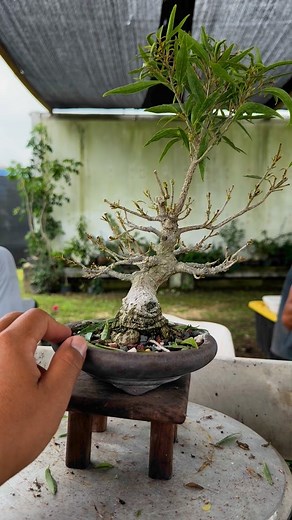 Getting rid of the sacrificial branch after defoliating my mame Willow leaf ficus. . . . . . #bonsai #bonsaitree #bonsaiworld #bonsaiwork #bonsaifamily #defoliation #ficus #willowleafficus #ficussalicaria #shohin #mame #盆栽 #plants #plantsmakemehappy #plantsmakepeoplehappy #plantsplantsplants #nature #garden #botanical #bonsaiart #horticulture | Alex Mendoza