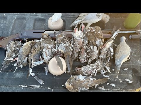 Dove Hunting - Limit with MOJO Decoys (ShotKam Footage)