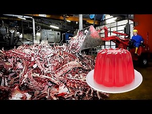 How Instant GELATIN Is Made in the Factory 🍮