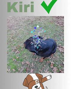 1K views · 26 reactions | Montgomery Humane Society Adoptable Pets on Reels | Facebook