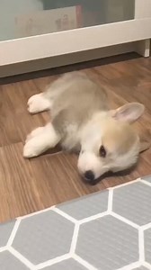 161K views · 4.6K reactions | cute little corgi puppy....