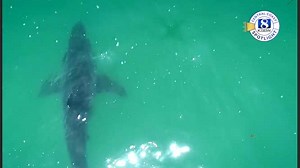 Central Coast Spotlight: Great white shark population spikes in Monterey Bay