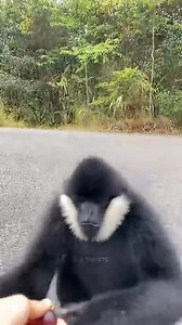 402K views · 1.1K reactions | Khatarnak bhalu #reels #viral #facts #BMW #viralreelsシ #viralreelschallenge | Mamud Hossain | Facebook