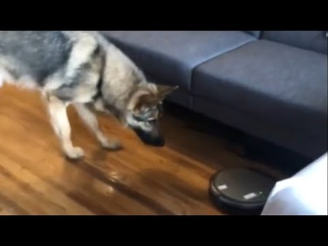German Shepherd both curious & scared of robot vacuum
