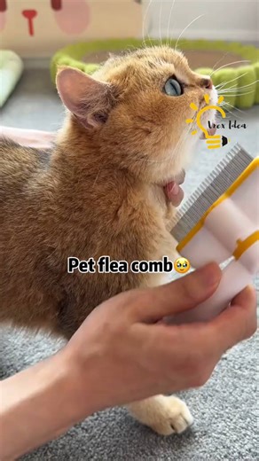 A pet comb that completely bids farewell to hair and dirty Order here: https://cretaidea.com/products/comb-pet-hair-remover-one-button | Kim & Juan Fans