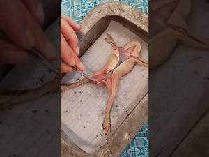 Dissection of Portal System of Toad (1)