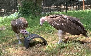 Keep calm and carrion! 🥩🦴 The lappet-faced vultures enjoy their meat spread out on a corrugated tube, simulating the experience of feeding from the ribs of a carcass. It’s all part of keeping the natural behaviors of these impressive birds sharp. | The Maryland Zoo in Baltimore