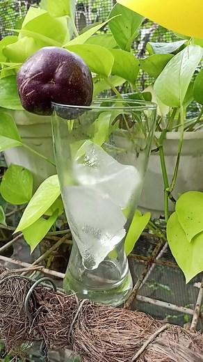 Passion Fruit Juice💜 #passionfruit #passiflora #edulis #fruit #juice #fbreels #growyourownfood #reelsfb #adsonreels #reels2023 #love #hardinera #reels | Hardinera