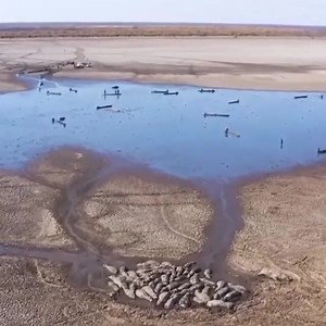 2.5K views · 18 reactions | Horses bravely overcome all challenges | Snake Boss | Facebook