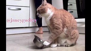 79K views · 3.3K reactions | “Feed me Katherine” #janeygodleyvoiceover | Janey Godley's FanPage | Facebook