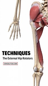 1.9K views · 52 reactions | Technique: External Hip Rotators In...