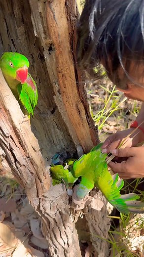 323K views · 1.5K reactions | Wow parrots in nest trees part.02 #shortvideo #parrot #wildlife #shortsvideo#parrots #birds #parrotsofinstagram #bird #parrot #birdsofinstagram #parrotlover #pets #parrotlife #animals #pet #Real | Champagnemike | Facebook