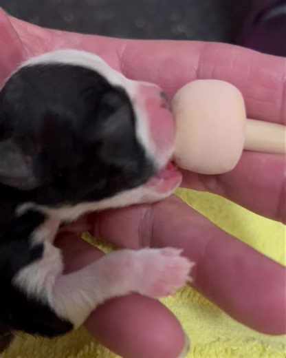The runt did pass last night. 👼 But the rest are doing well! I will continue to supplement the 2 smallest ones……. | For the Love of a Boxer Rescue & Sanctuary - Michigan