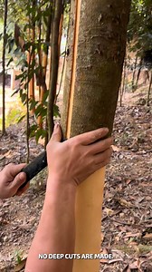 53K views · 34 reactions | Outer Tree Bark Peeled In One Strip #TreeSkin #BarkPeel #CleanCut | Fatafatnews | Facebook