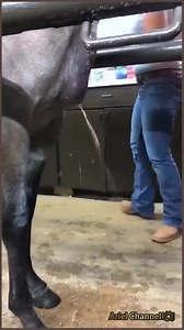 11K views · 111 reactions | Lady giving rescue to horse!   | Old Classic Cartoons | Facebook