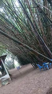 674K views · 8.1K reactions | J'ai invité mon pointage au bambou,...