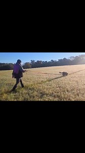 Always trying to remember that tracking is 100 points too.. Michelle Ontai Smith JaQuasia Thompson Charles Wrenn Paul Brancato Chris Thompson Brandon Morgan #gsd #germanshepherd #IGP #dogsports #tracking | North Beach Schutzhund Club