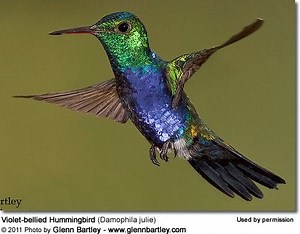 Violet bellied hummingbird - Alchetron, the free social encyclopedia