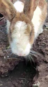 Rabbit family in hole #rabbit #bunnies #bunny | Meme Me | Facebook