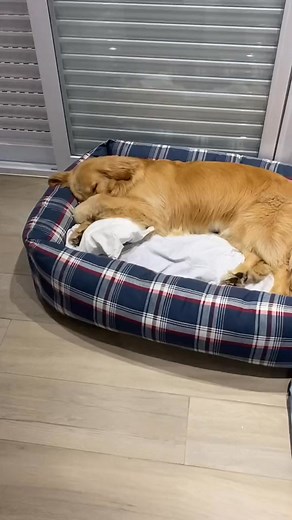 E o mais ciumento da vida, da vida! 🙋🏼‍♂️ #dog #pet #cachorro #trend #petlover | Hazel Bradshaw