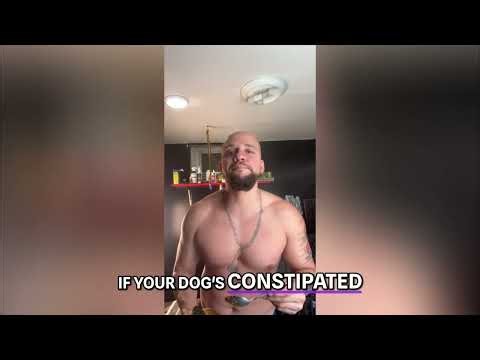 Dog Diarrhea & Constipation: The Pumpkin Solution Revealed!