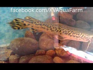 Alligator Gar in Aquarium