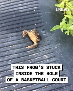 This poor chonky boy got stuck in hole 🐸 | UNILAD