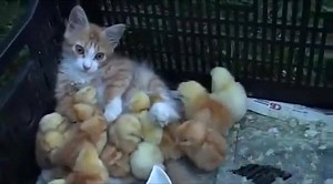 34K views · 966 reactions | Prietenie. :) (y) Cu Pisici | CuPisici.ro | Facebook