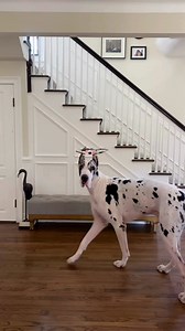 11K views · 399 reactions | Great Danes doing things ☺️ #greatdane #doglover | LoveMargot | Facebook