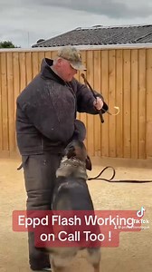 Elite Protection Dog Flash working hard | K9 Protector