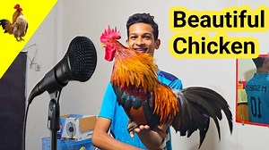 Red Jungle Fowl Rooster Crowing | Jungle Fowl Chicken | Rooster...