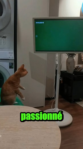 84K views · 1.2K reactions | Quand ton chat est plus investi que toi dans le film #fblifestyle | Le Monde des Chats et Chiens | Facebook