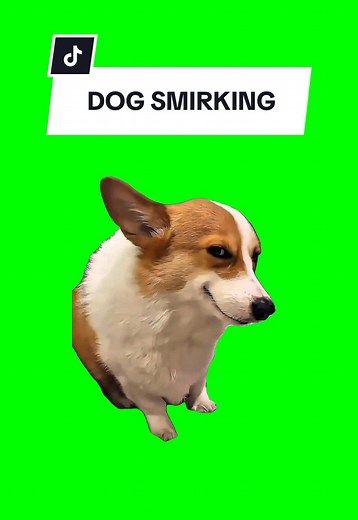 Dog Smirking: A Fun Green Screen Meme Compilation