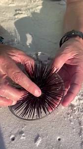 3.6K views · 99 reactions | Check out those teeth! Here at the #NavarreBeach artificial reefs, sea urchins are herbivores that maintain balance between coral and algae. Without sea urchins, reefs can become overgrown with macroalgae, which can limit the growth of corals. | Navarre Beach Marine Science Station | Facebook
