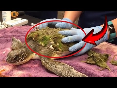 Removing Millions of Barnacles from a Turtle's Body – Satisfying Rescue #BarnacleRemoval