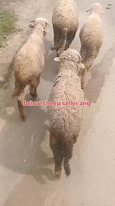 5.4K views · 28 reactions | 7051453269. Asalamualaikum hope all friends are fine 4 sheep nugs are looking for new home at Wanbal srinagar. 26k asking price Call him for more details 7051453269. #sheep #Rams #goats #cows #viralvideochallenge #viralreelschallenge Follow sheep seller ang For ADD PROMOTION CONTACT 77808 37312 Thanks to all brothers who support  ❤️   | sheep seller ang | Facebook