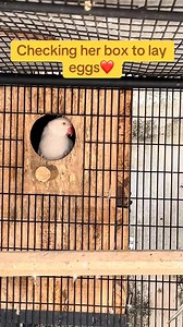 Checking her box to lay eggs for the first time Our silver lacewing female is getting ready to lay her first clutch in the season | House Of Ringneck Parrots