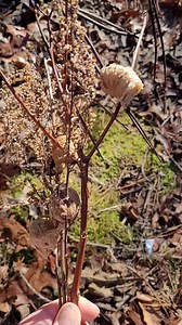 Praying mantis egg cases. | Fish Guy Photos