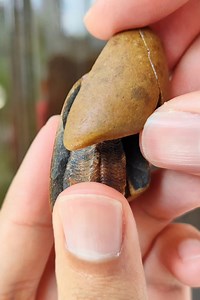 Disponible | Fósil de medusa conulariida paraconularia ulrichana 3.6 cm. (reparado). $1280 mxn con envío GRATIS por correos de México o desde $99 por FedEx. 36*24*21 mm. 21.97 g. aprox. Antigüedad: Periodo Denoviano (390 mda. aprox.) Localidad: Patacamaya, La Paz, Bolivia. #Minerales #Fósiles ID2424-31.6 Contamos con Sistema de Apartado. Envíanos un WhatsApp ☺ : https://wa.me/2461195231 Catálogo: desde tu móvil entra a nuestra pestaña Tienda. | Minerales Rey Marqués