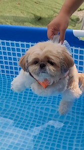 6.2K views · 897 reactions | floating teddy bear❤️ | My Shih tzu world | Facebook